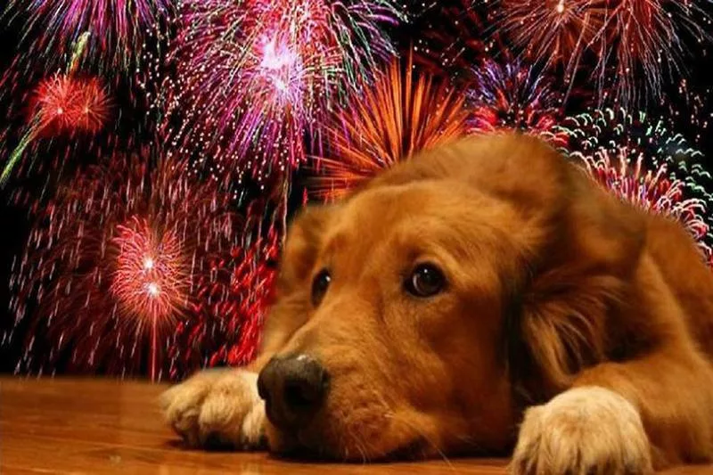 fuegos artificiales y mascotas