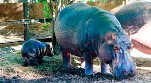 Parque Zoológico y Botánico Bararida celebra el nacimiento de un hipopótamo