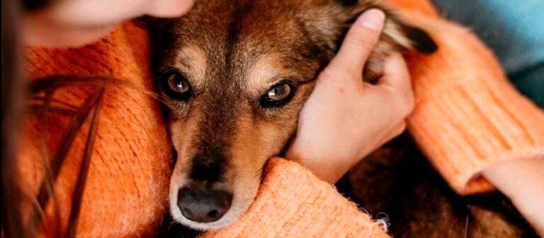 Claves para que animales domésticos no sufran por pirotecnia