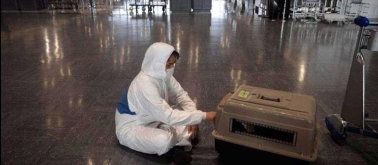 EEUU prohibió la entrada de perros desde Venezuela por rabia
