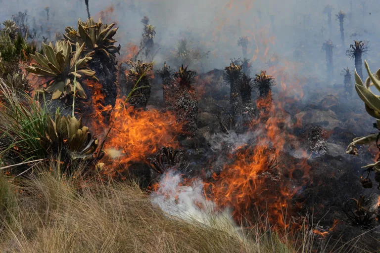 Más de 38.000 hectáreas arrasadas por incendios en Ecuador