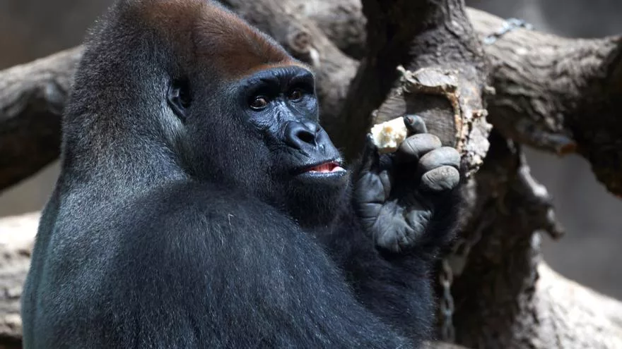 La minería y la caza ponen en peligro la supervivencia de los gorilas