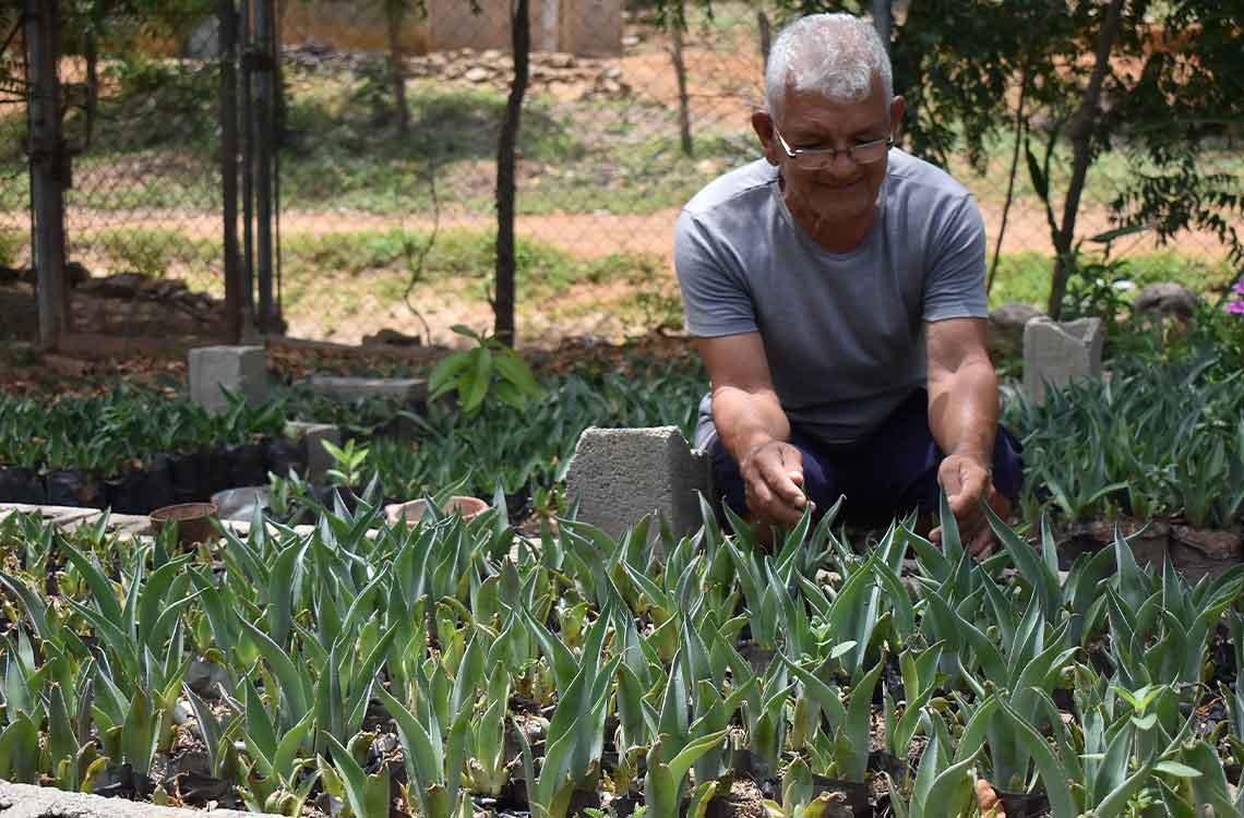 Bobare: Más allá de la piña, el nuevo semillero del cocuy larense