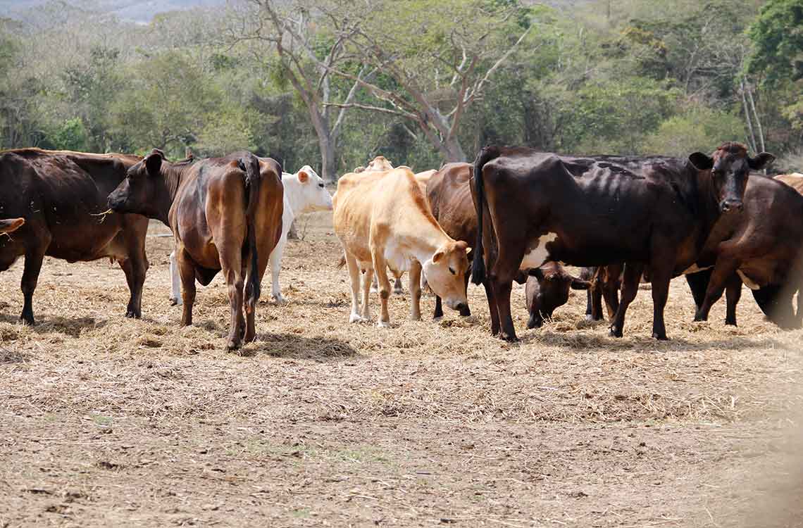 Ganaderos buscan respuestas ante el auge del robo de ganado