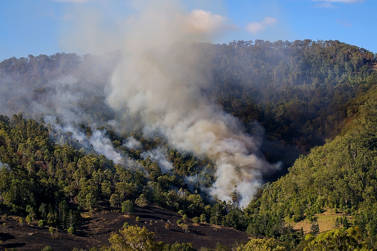 Latinoamérica en llamas incendios forestales devoran millones de hectáreas