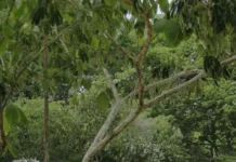 Baile de las Turas