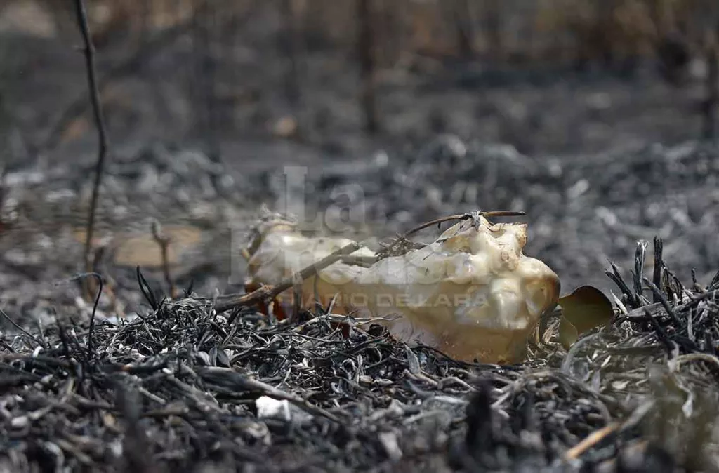 Bomberos - Incendios forestales 