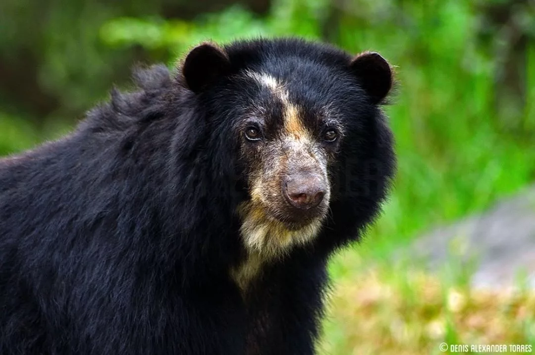 Oso Frontino en Iribarren