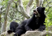 Oso frontino