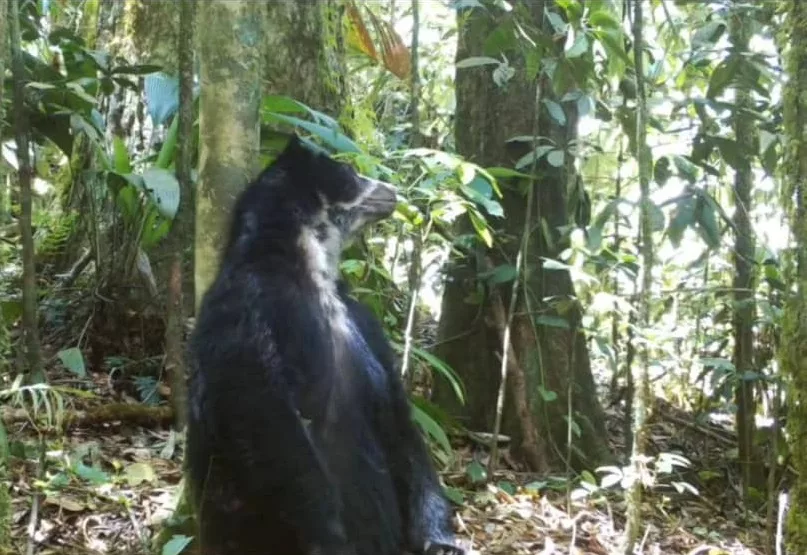 Oso frontino en Lara: 12 individuos han sido avistados en parques ...