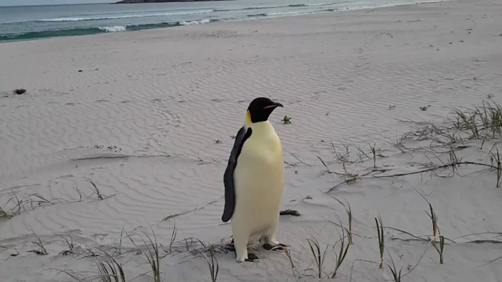 Pinguino en Australia