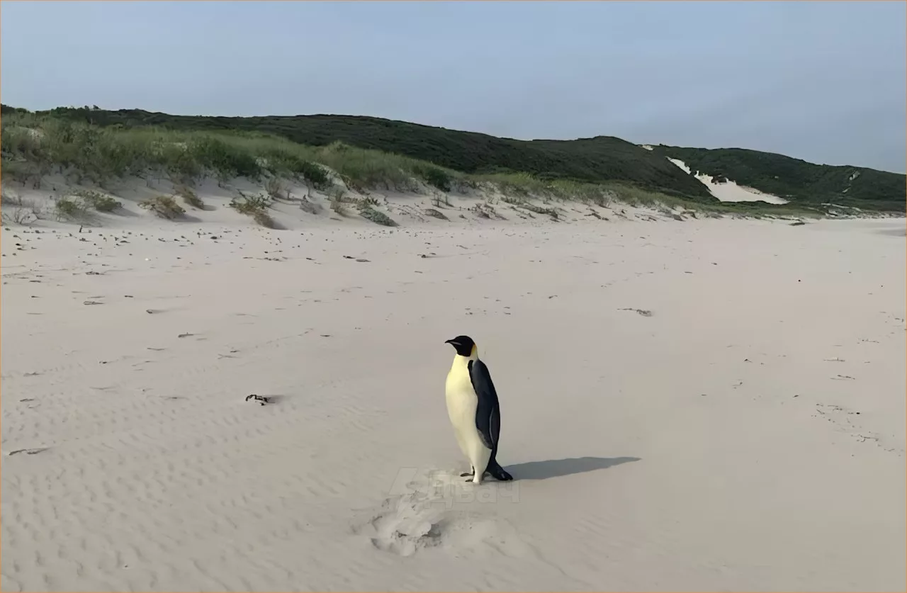 Pinguino en Australia