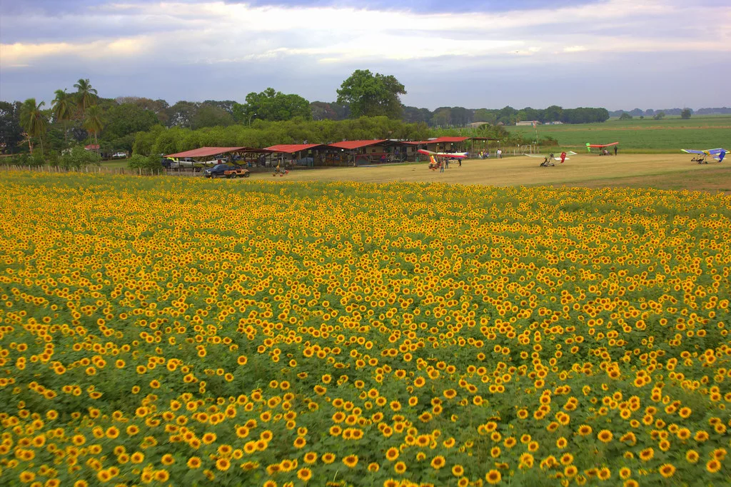 Girasoles