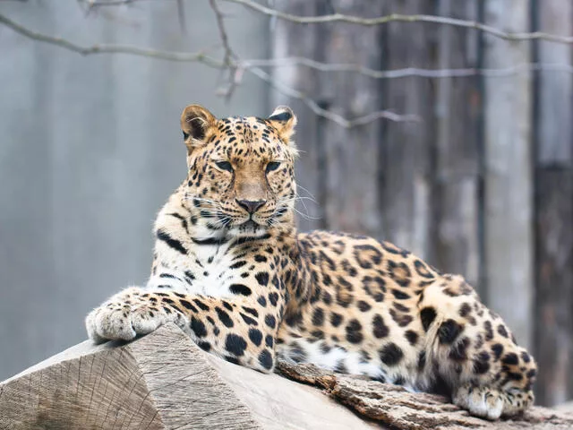 LEOPARDO 4