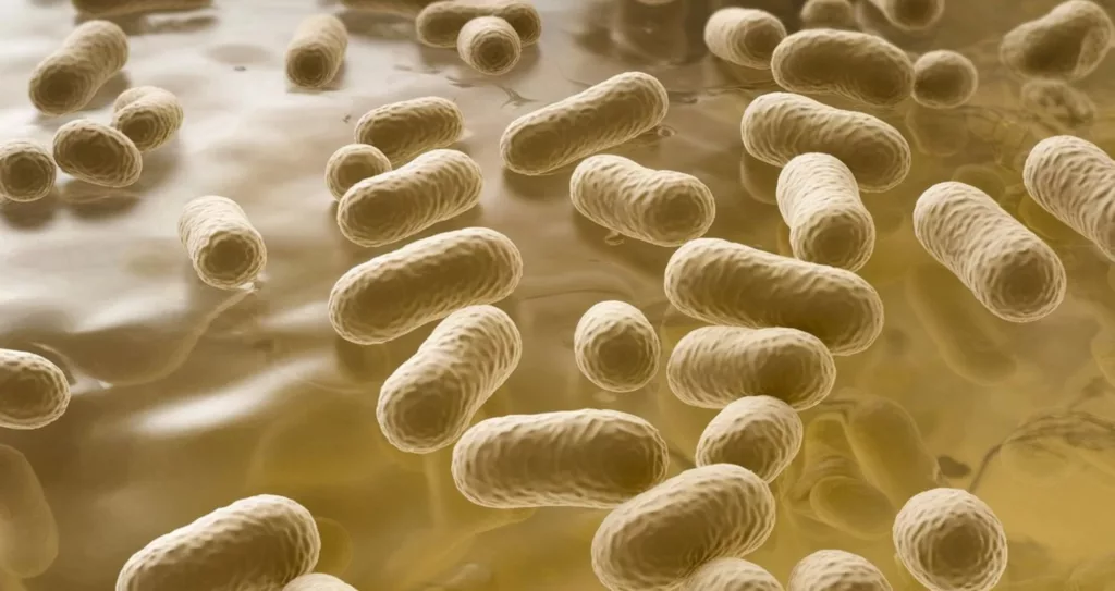 bacteria Klebsiella oxytoca