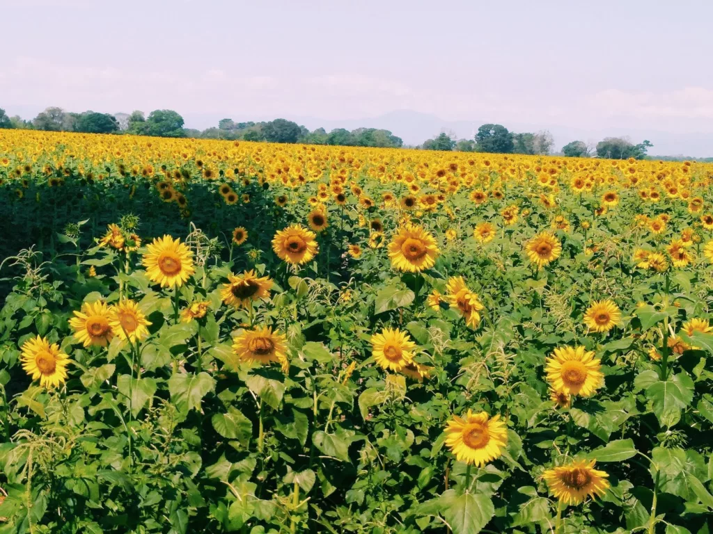 girasoles