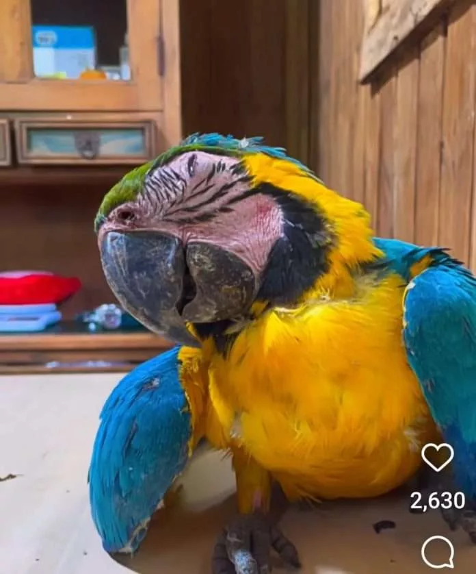 guacamaya