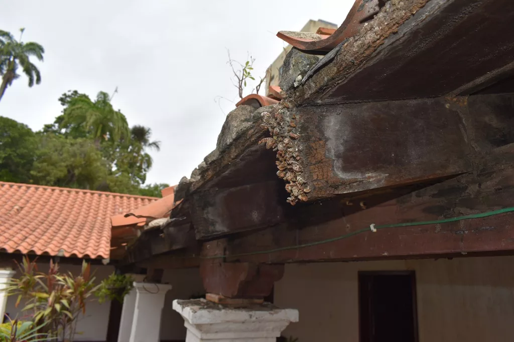 Comején afecta el techo de la Iglesia Inmaculada Concepción