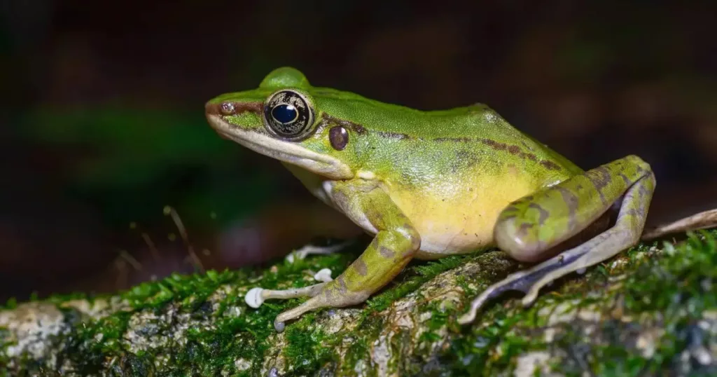 Especies de ranas