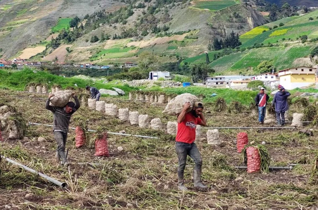 Productores de papa 3