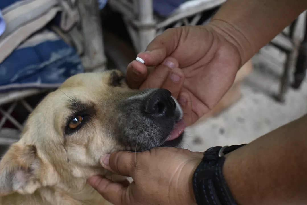 Cuidar la salud de las mascotas