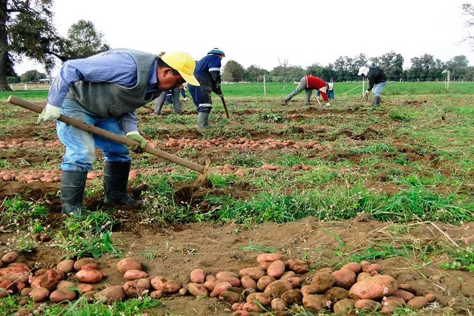 productores de paap 2