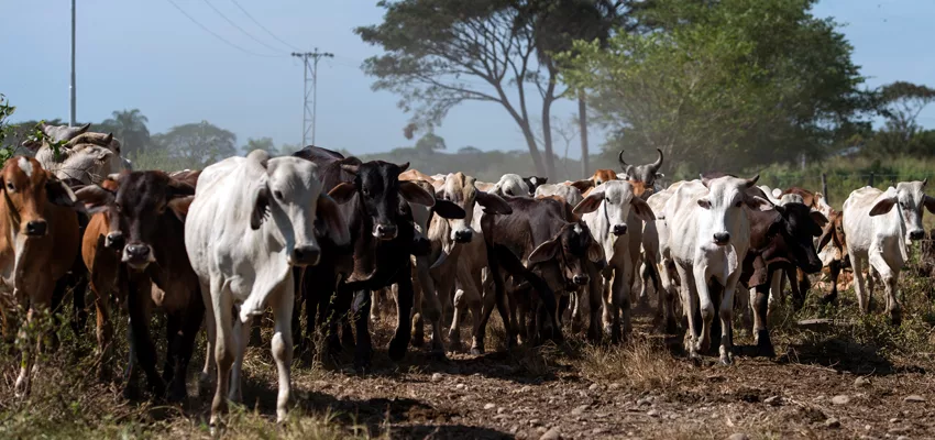 Gremios alertan sobre la necedad de frenar matanza de vacas reproductivas