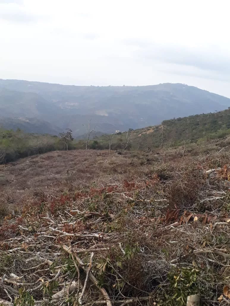 Deforestación sin control: El páramo de Santa Lucía se desvanece