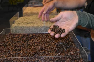 Caficultores