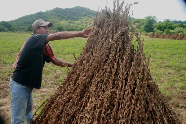 Fedeagro