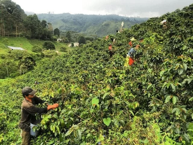 Fedeagro café