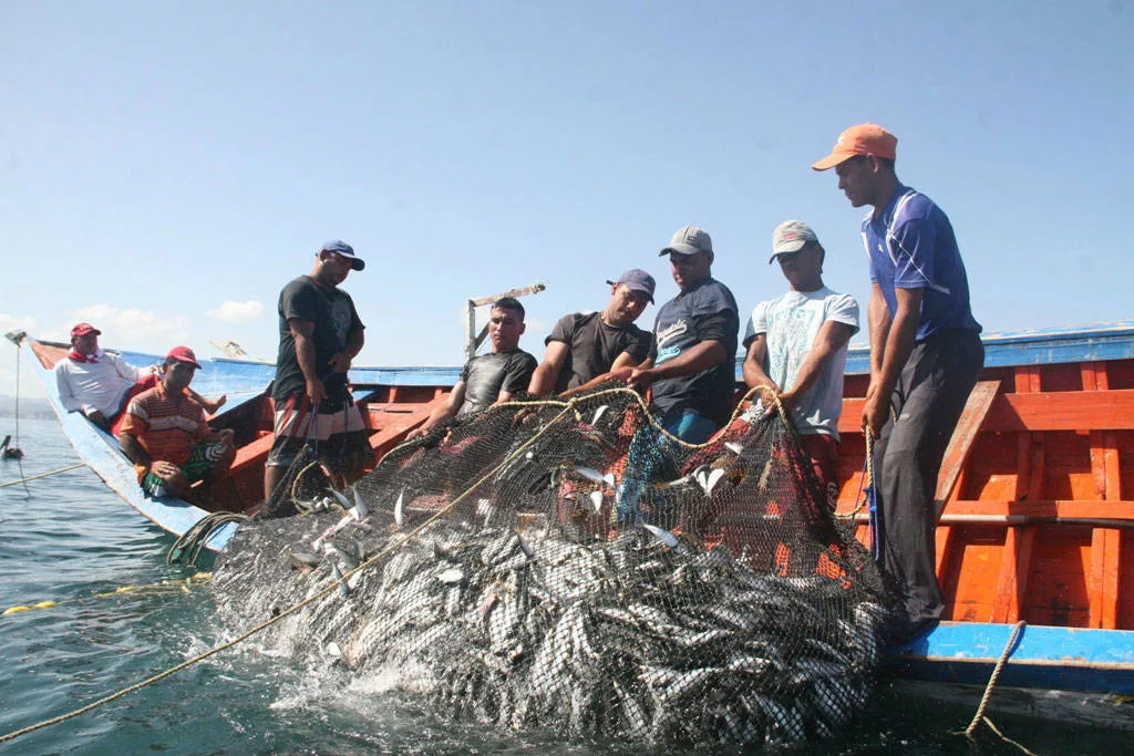 El atún es una especie marina altamente migratoria. Se pesca en los océanos Pacífico y Atlántico, en climas tropical y templado. Venezuela, desde la década de 1950, comenzó a desarrollar una destacada actividad atunera en el continente. Esto se debió a que llegó a tener una flota competitiva, muelles, diques secos, frigoríficos y plantas procesadoras de atún.