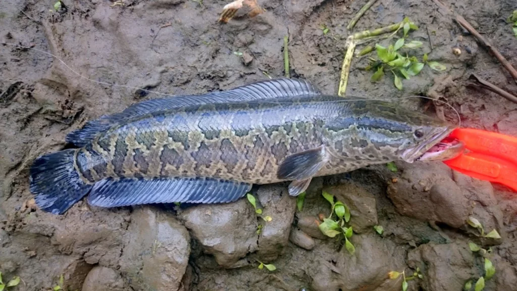 El pez cabeza de serpiente representa una seria amenaza para los ecosistemas nativos. Como depredador tope, se alimenta de peces autóctonos, anfibios, crustáceos e incluso pequeñas aves y mamíferos, alterando las cadenas tróficas y disminuyendo las poblaciones de especies locales.