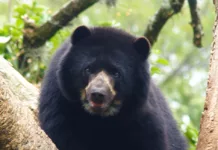 Este corredor ecológico es vital para conectar los parques nacionales Terepaima y Yacambú, permitiendo la libre movilización y reproducción del oso frontino