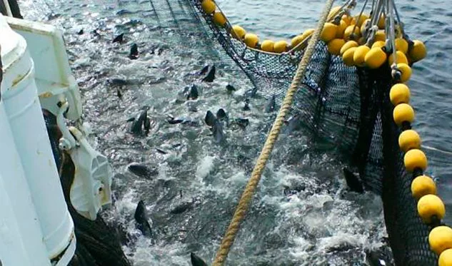 El atún es una especie marina altamente migratoria. Se pesca en los océanos Pacífico y Atlántico, en climas tropical y templado. Venezuela, desde la década de 1950, comenzó a desarrollar una destacada actividad atunera en el continente. Esto se debió a que llegó a tener una flota competitiva, muelles, diques secos, frigoríficos y plantas procesadoras de atún.