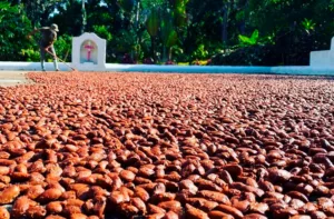 Chocolate hecho con cacao venezolano gana premio en Moscú