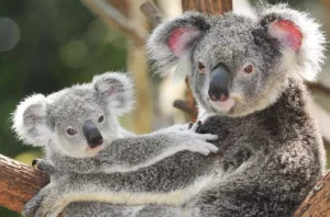 koala