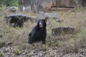Oso Frontino