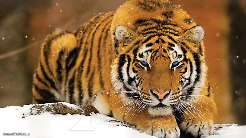 Tigres de Amur