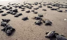 Tortugas Cardón