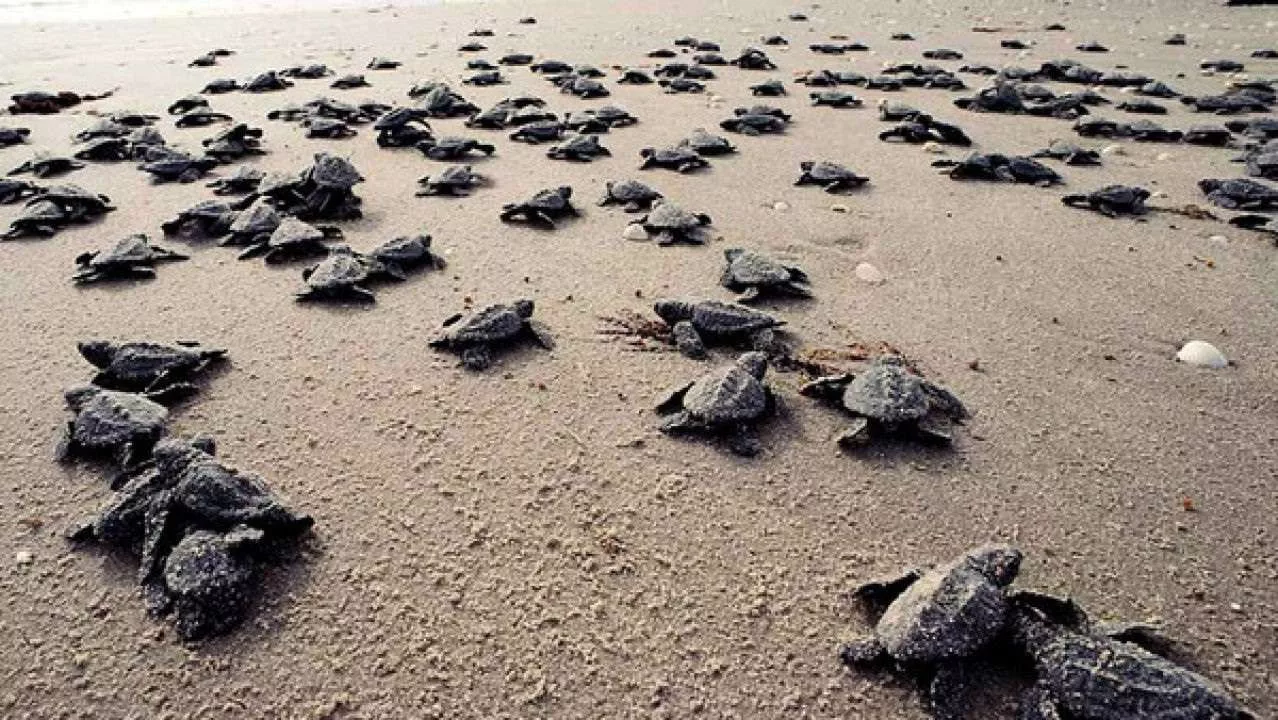 Tortugas Cardón