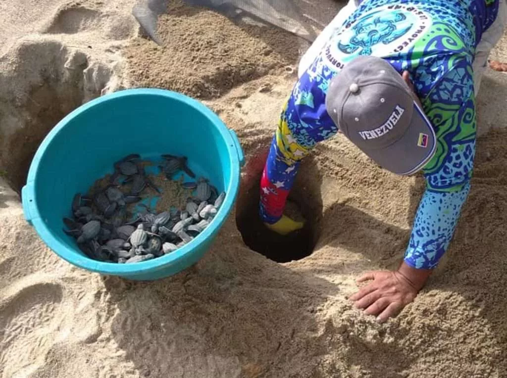 Tortuga cardón liberadas.