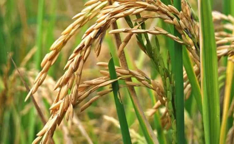 En 2024 se cultivaron 110.000 hectáreas de arroz en Venezuela, y para este año el presidente de Fedeagro, Celso Fantinel, proyecta que no habrá variación. La razón principal ha sido la falta de financiamiento que afecta a productores de Barinas, Portuguesa, Cojedes y Guárico, regiones donde se produce.