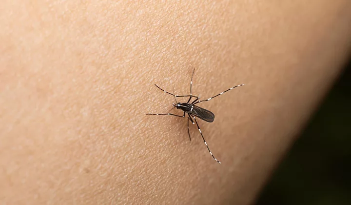 Ante el inicio del ciclo de lluvias en Venezuela, médicos infectólogos hacen un llamado urgente a la población para extremar el cuidado y la prevención de enfermedades transmitidas por picaduras de mosquitos