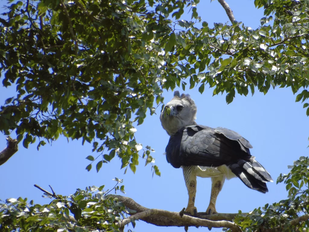 Se considera un animal totémico (sagrado), para los indígenas yanomami y pemón, del sur de Venezuela, porque es la protectora de los bosques tropicales lluviosos. Una espesura de vegetación que en el país representan 15.5 millones de hectáreas. El águila harpía (Harpia harpyja), es el águila más poderosa del planeta, la tercera más grande del mundo y es la de mayor tamaño de América. Su fuerza, majestuosidad y misticismo la hacen una especie de suma importancia para la biodiversidad del planeta.