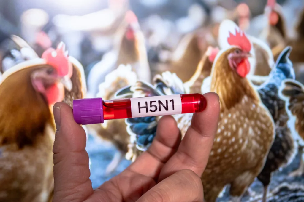El órgano de gobierno de la Comunidad Autónoma de Extremadura, en España ha confirmado este sábado 25 de mayo, a través del Laboratorio Nacional de Referencia para la Influenza Aviar de Algete, la detección del virus de influenza aviar en varios gansos hallados muertos en una finca del municipio pacense de Don Benito en España. Este es el primer foco de gripe aviar detectado en aves silvestres en la región en 2025.