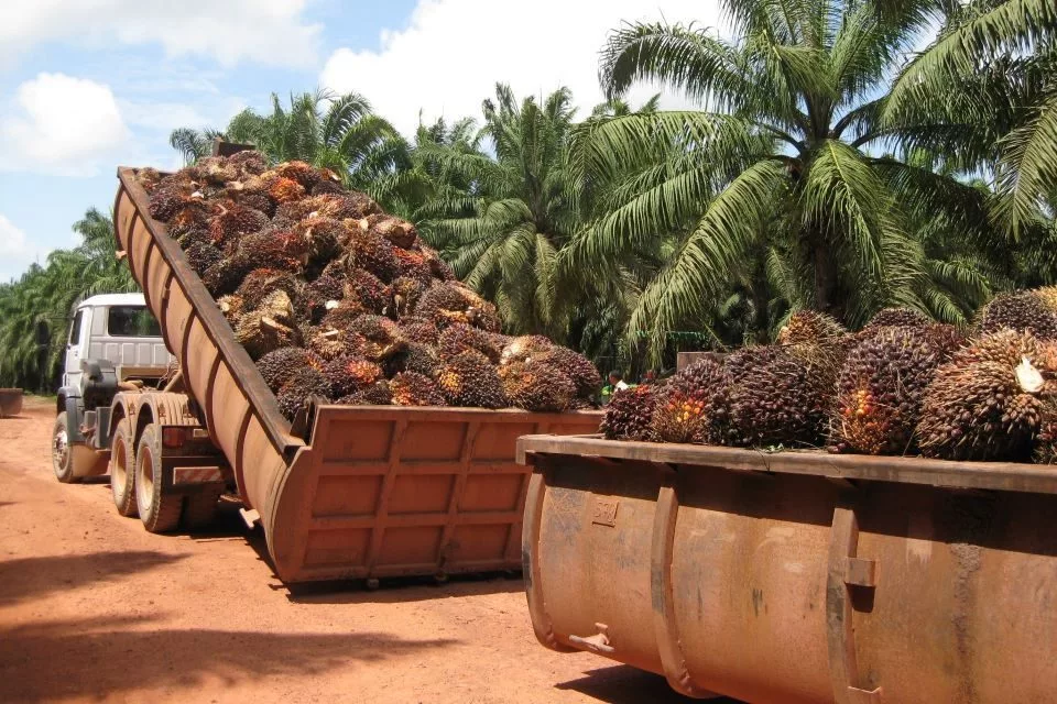 Sectores agrícolas del Sur del Lago de Maracaibo enfrentan serios desafíos.