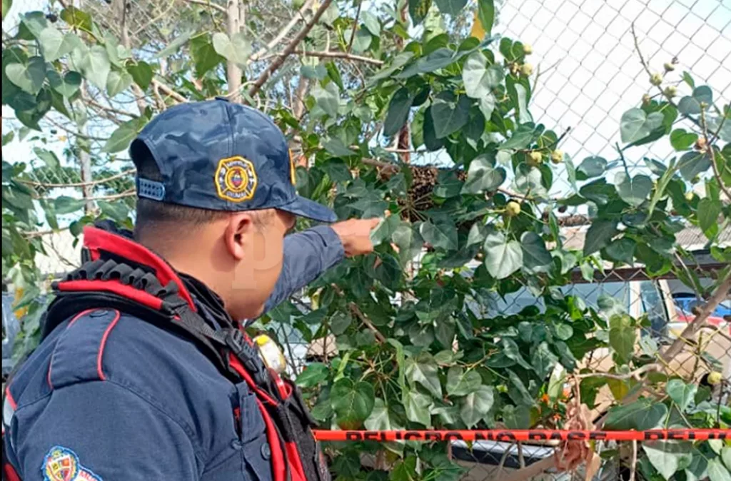 Abejas en riesgo por desequilibrio ecológico