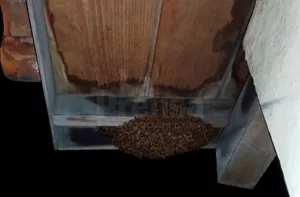 Abejas en riesgo por desequilibrio ecológico