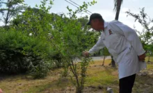 Especies autóctonas son cultivadas en la UCLA